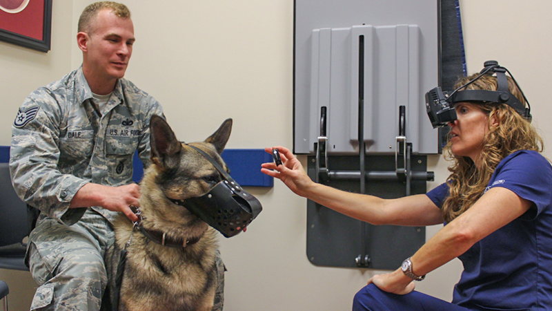 Military Dog Eye Exam with Veterinary Ophthalmology Specialist German shepherd with his military handler is receiving a special veterinary eye exam for service animals