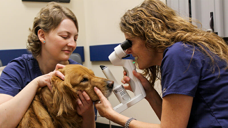 Service Dog Receiving Exam Veterinary Ophthalmologist giving a service dog a free exam.