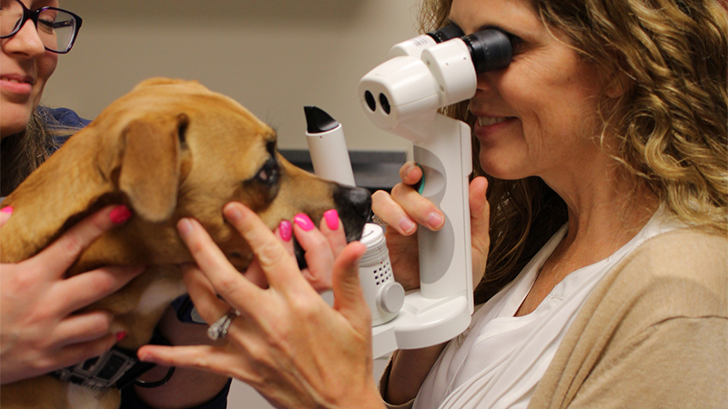 Veterinary ophthalmologist using a slit lamp to examine a dog's eye for an indolent corneal ulcer.