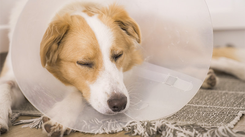 Dog wearing an e-collar resting on a rug at home while recovering from a corneal ulcer.