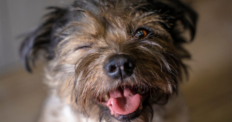 Close-up of a happy terrier-type dog with its tongue out and squinting it's eye, a reminder to protect your dog's eye health.