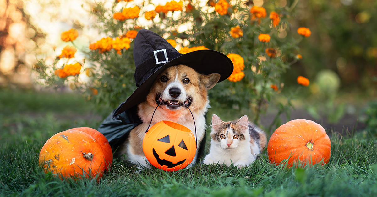 Corgi in a witch hat and kitten sitting together with pumpkins for Halloween.