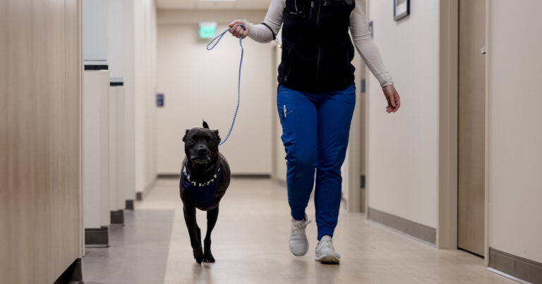 Three-legged dog walking on a leash with a MedVet caregiver after amputation surgery.