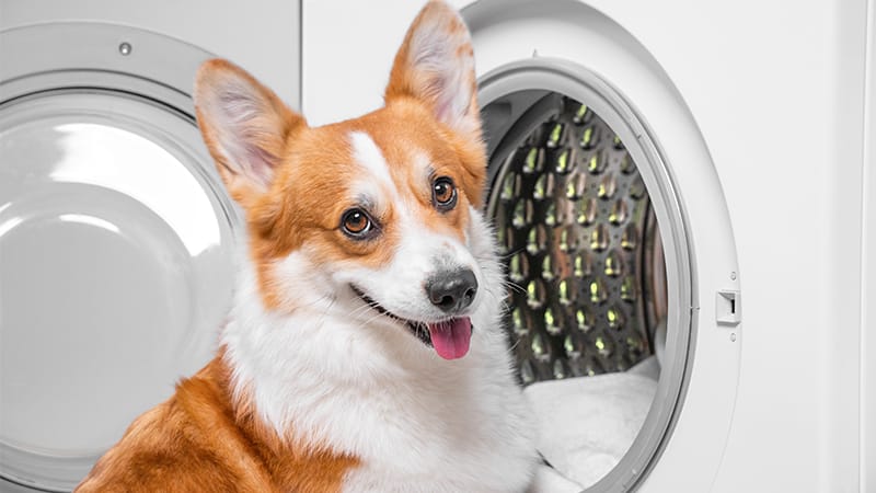 Corgi with tongue out sitting in front of an open washing machine, representing home laundering to reduce dust mite exposure.