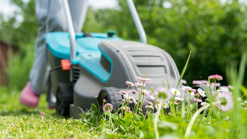 Person mowing a lawn dotted with weeds, with the mower in the foreground.