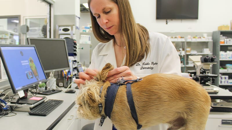 MedVet veterinary dermatologist examining a small terrier's ear during an exam, with lab equipment in the background.