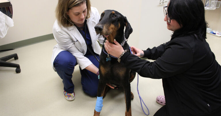 Primary Bone Tumors in Dogs and Cats: Signs, Diagnosis, and Treatment