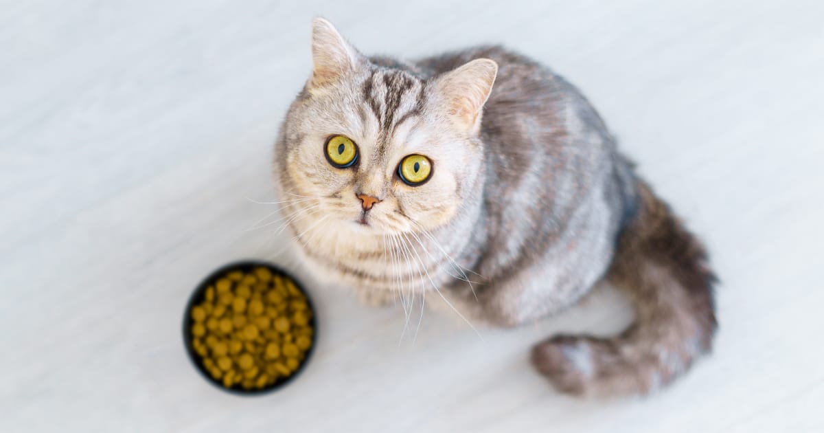 Pet Care Resources MedVet 24 7 ER and Urgent Care for Pets