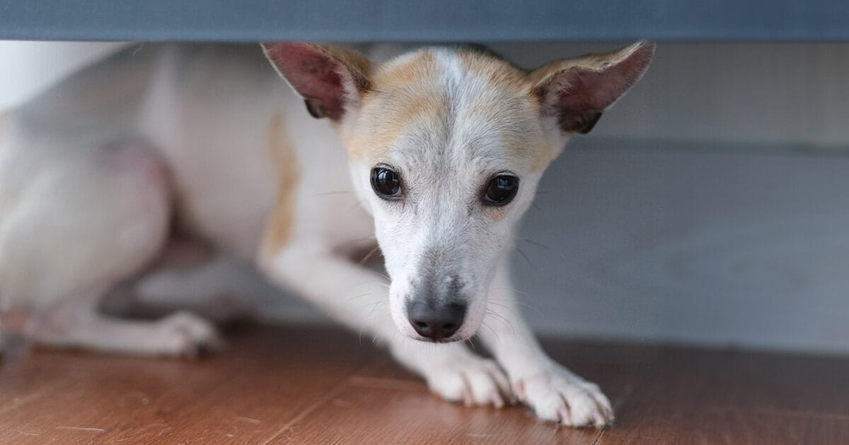 Pet Care Resources MedVet 24 7 ER and Urgent Care for Pets