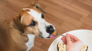 xylitol peanut butter toxic to dogs