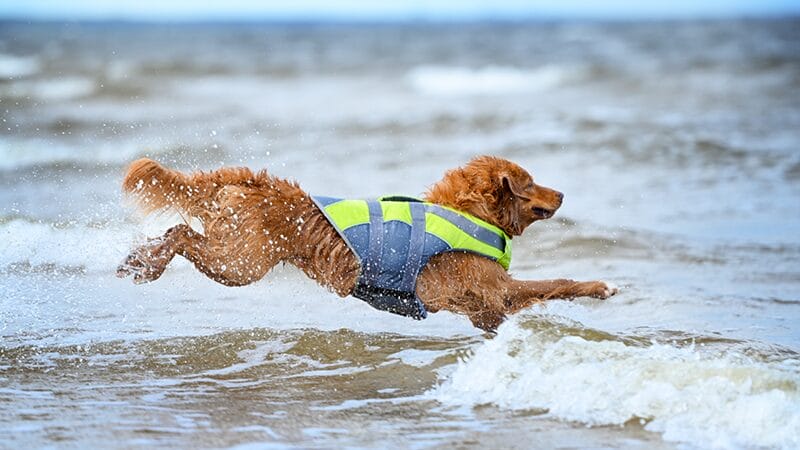 life vest water safety dog swimming