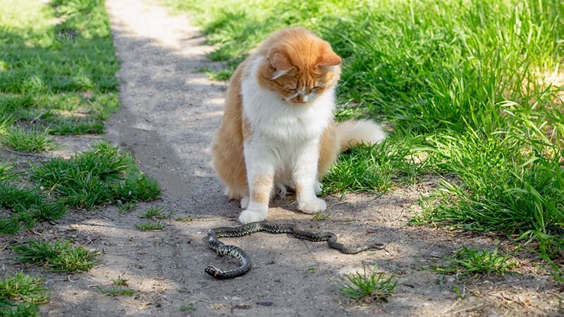 protect your pets from predators like snakes
