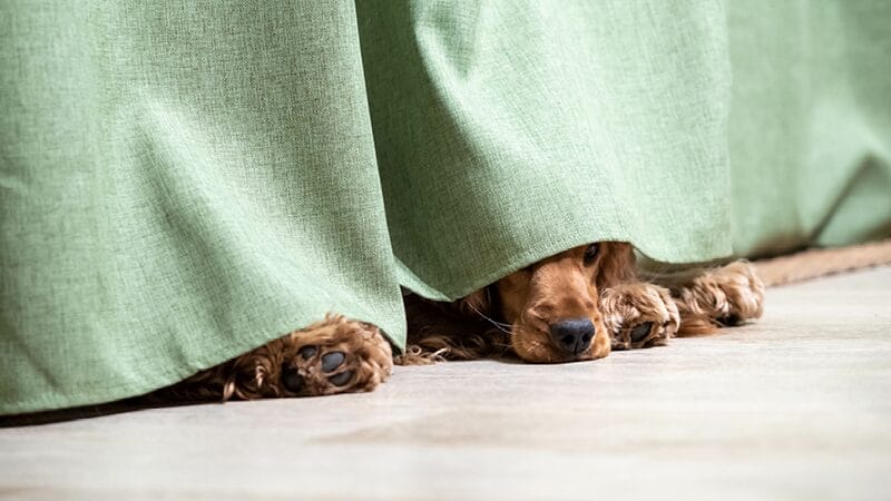 having a safe quiet space for your pet to hide