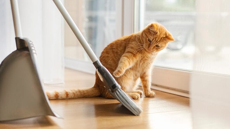 dust-triggers-asthma-in-cats