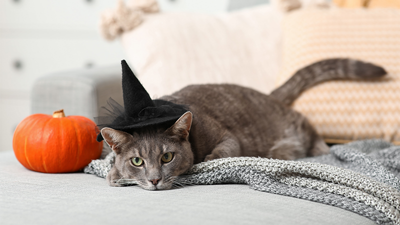 Gray cat wearing a witch hat costume, relaxed on a bed near a pumpkin.
