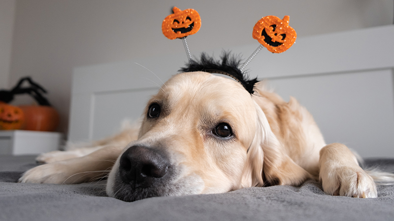 Golden retriever lying down wearing a Halloween pumpkin headband.